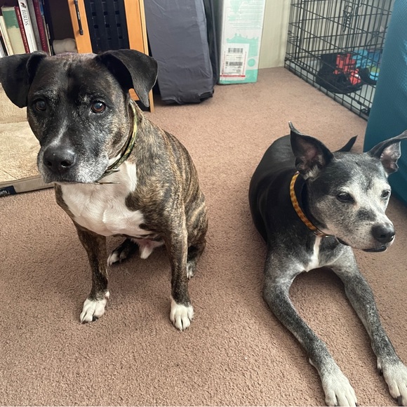 🧜🏼‍♀️ Meet Your Posher! 🦩 - Picture 8 of 10